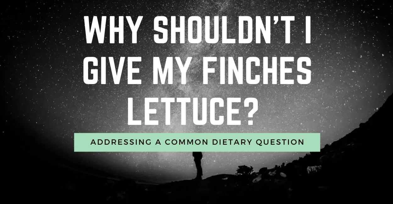 Why Shouldn’t I Give My Finches Lettuce?