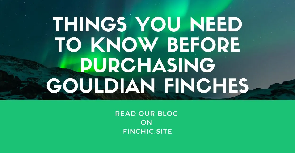 Things You Need to Know Before Purchasing Gouldian Finches