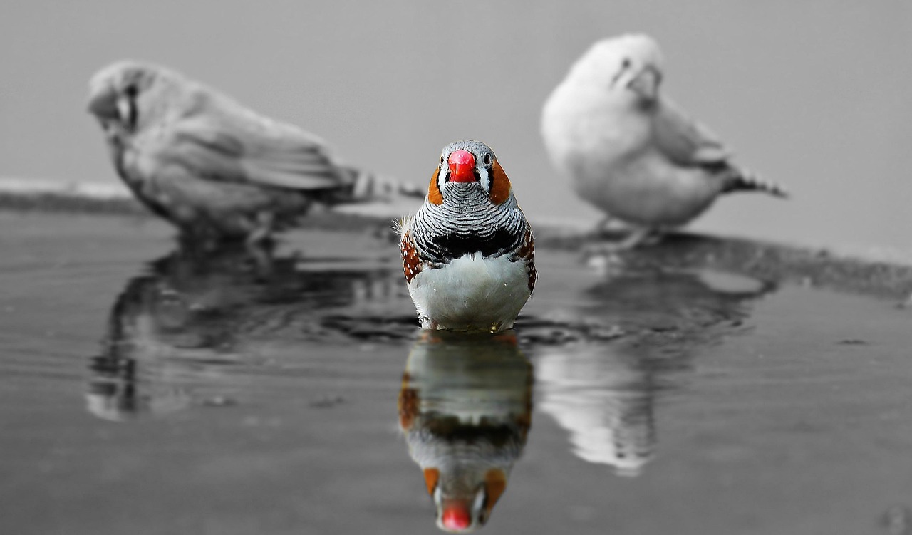 zebra finches, finch, birds, beak, nature, red, zebra finches, zebra finches, finch, finch, finch, finch, finch