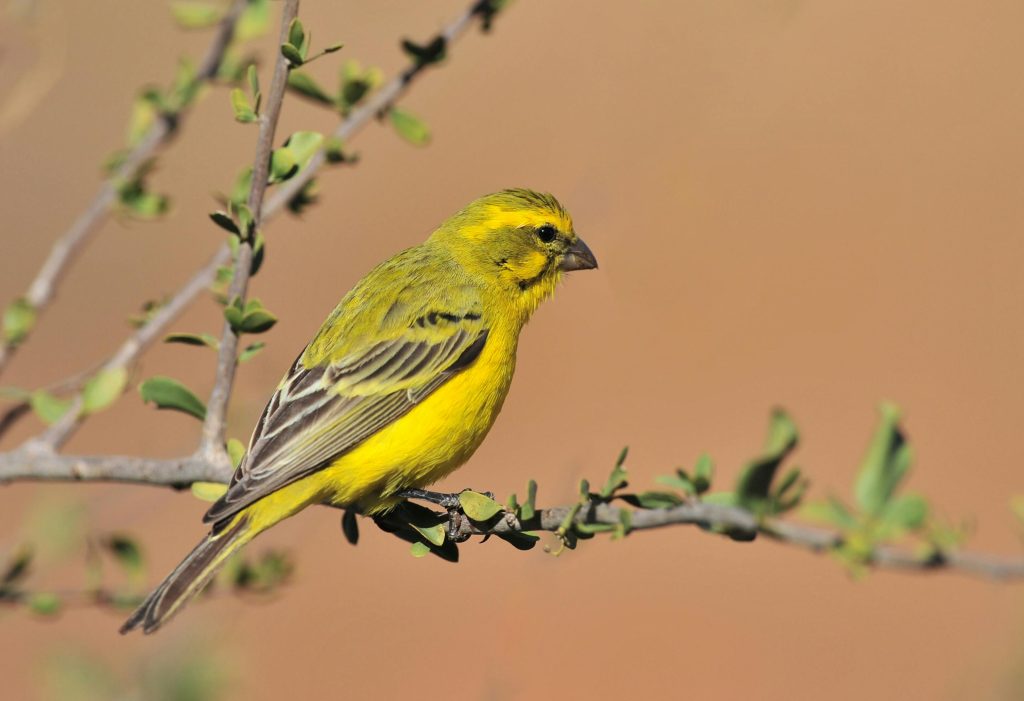 Close-up of a yellow finch perched on a branch in Bo-Karoo, South Africa.